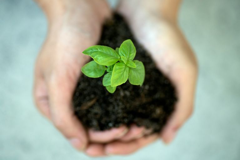 From The Roots - Adopt a School Garden, educate children in gardening and nature. Empower kids towards self sustenance
